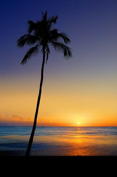 a palm tree is silhouetted against an orange and blue sunset on the ocean shore