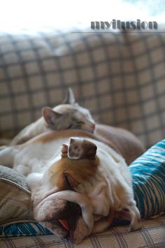 two dogs are sleeping on a couch together, one is brown and the other is white