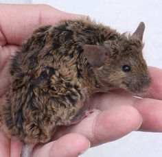 a small rodent sitting in the palm of someone's hand