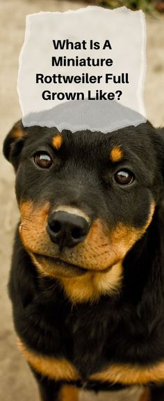 a black and brown dog with a sign on its head that says, what is a miniature rotweiler full grown like?