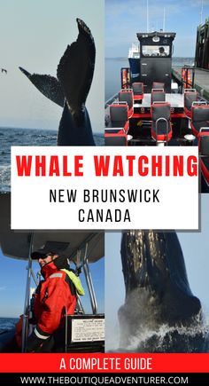 whale watching in new brunswick, canada with text overlay that reads whale watching on the boat