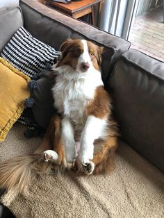 a brown and white dog sitting on top of a couch