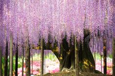 the trees are covered in purple flowers