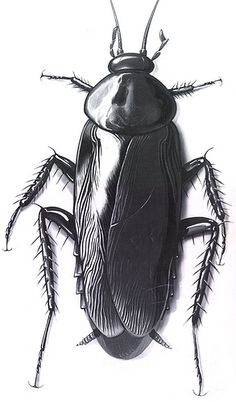 a black and white drawing of a bug