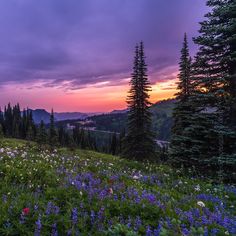 the sun is setting in the mountains with wildflowers on the ground and trees