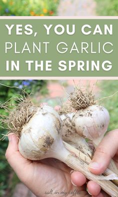 someone holding some garlic in their hand with the words yes, you can plant garlic in the spring