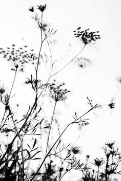 four different shots of plants in black and white, each with their own image taken from the ground