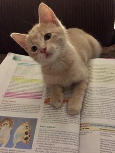 a cat sitting on top of an open book