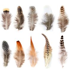 several different types of feathers on a white background