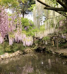 a pond surrounded by trees with purple flowers hanging over it and rocks in the water