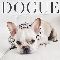 a small dog laying on top of a white couch next to a magazine title that reads doggie