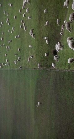 a herd of sheep standing on top of a lush green field