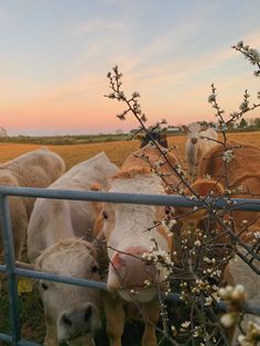 several cows are standing in the grass behind a fence and looking at the camera man