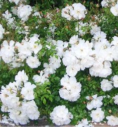 white flowers are blooming in the garden