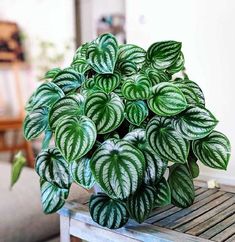 a green and white plant sitting on top of a wooden table