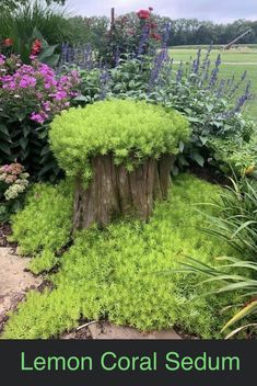 a wooden stump surrounded by green grass and flowers