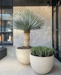 two large potted plants sitting next to each other