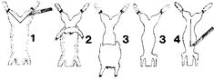 the diagram shows how many people are standing in different directions, with numbers on each side