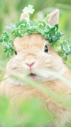 a small rabbit wearing a green leafy crown on top of it's head