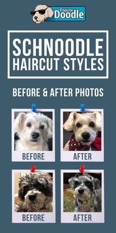 an advertisement for a dog grooming business with pictures of the dogs before and after their haircuts