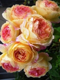 yellow and pink flowers with water droplets on them