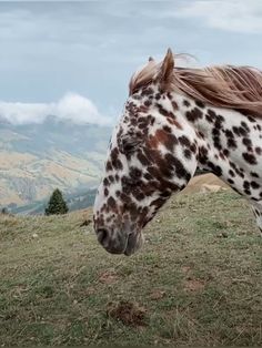 a brown and white spotted horse standing on top of a grass covered field next to mountains