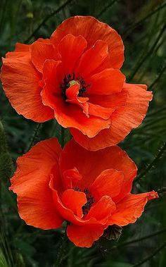 two red flowers with green leaves in the background