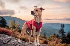 a brown dog wearing a red shirt standing on top of a rock in the mountains