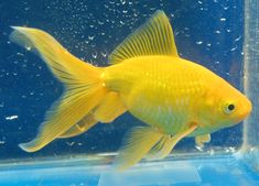 a yellow fish swimming in an aquarium