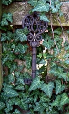 an old key in the middle of ivy growing on a wooden fence with vines around it