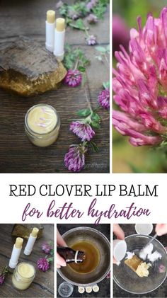 Red Clover Soap Recipe, Red Clover Salve, Red Clover Benefits, Clover Oil, Herb Diy, Herb Life