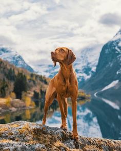 a brown dog standing on top of a rock next to a body of water with mountains in the background