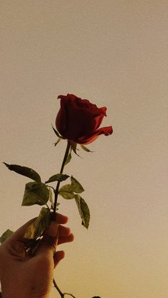 a person holding a single red rose up in the air with their hand on it