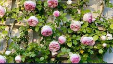 pink roses are growing on the side of a building with green leaves and branches around them