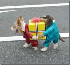 two dogs are carrying a present on the street