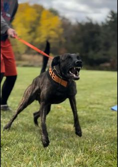 a black dog is running in the grass with its mouth open and it's tongue out