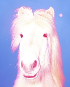 a white horse with long hair and red eyes looking at the camera while standing in front of a blue background