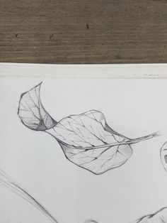 a pencil drawing of a leaf on a piece of paper