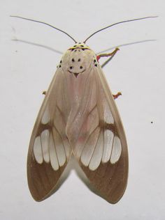 a close up of a moth on a white surface