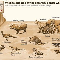 an image of wild animals that are in the desert and labeled with their respective names