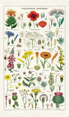 an image of wildflowers and other flowers on a white background with the words wildflower specimens