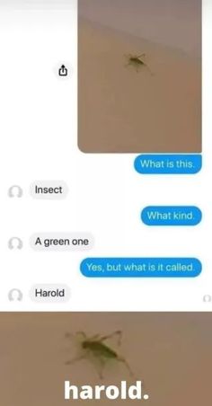 two text messages each have an image of a bug on them and the other has a caption that reads, what is this?