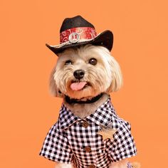 a small dog wearing a cowboy hat and checkered shirt