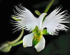 a white flower with long, thin petals