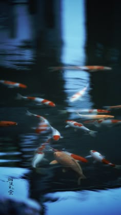 many orange and white koi fish swimming in the dark water with blue sky background