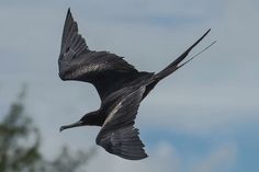 a large bird flying through the air with it's wings spread