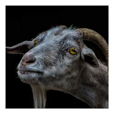 a goat with long hair and yellow eyes looks up at the camera while standing in front of a black background