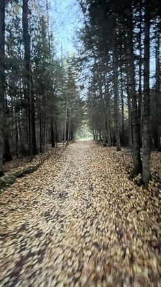 an image of a road that is in the woods