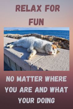 a white cat laying on top of a stone wall next to the ocean with text that reads relax for fun no matter where you are and what your doing