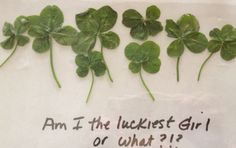 four leaf clovers with the words am i the luckest girl or what?